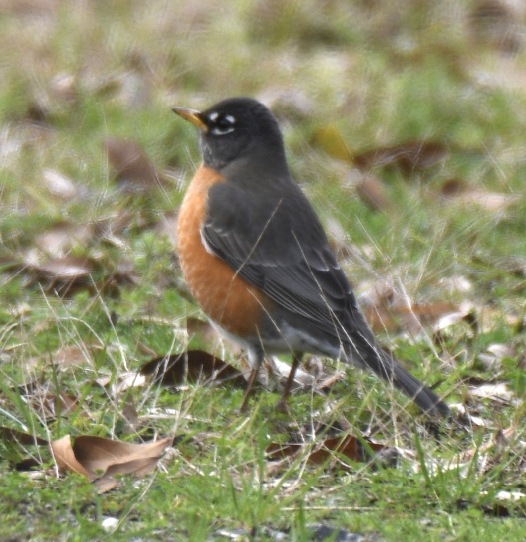 American Robin - ML302209681