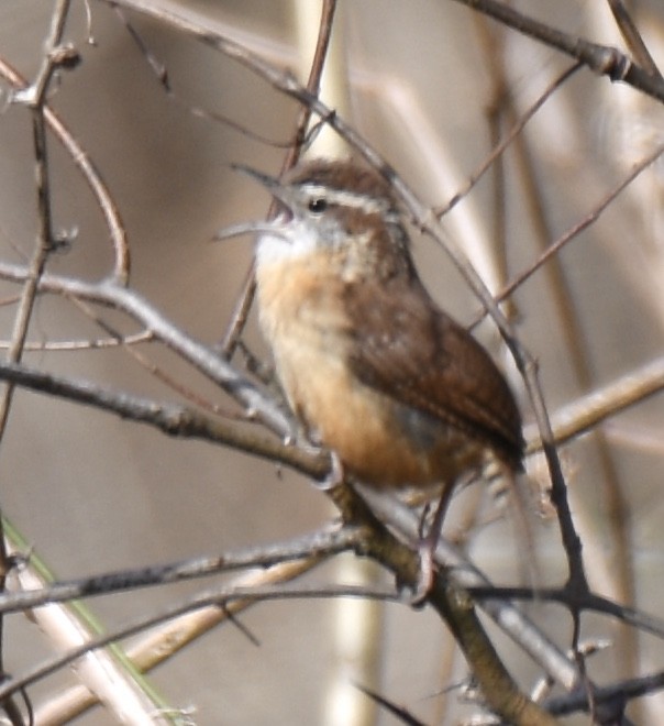 Carolina Wren - ML302209731