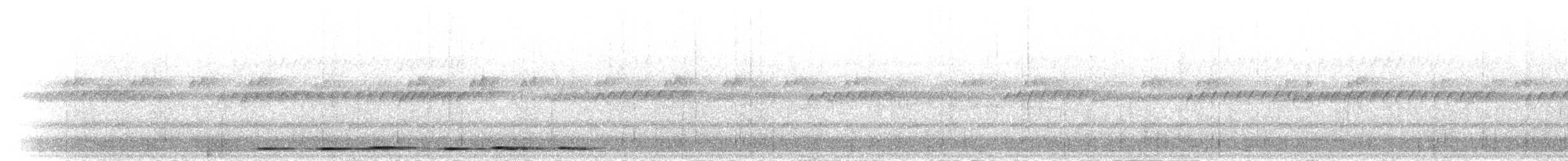 Grallaire tachetée (macularius) - ML302210