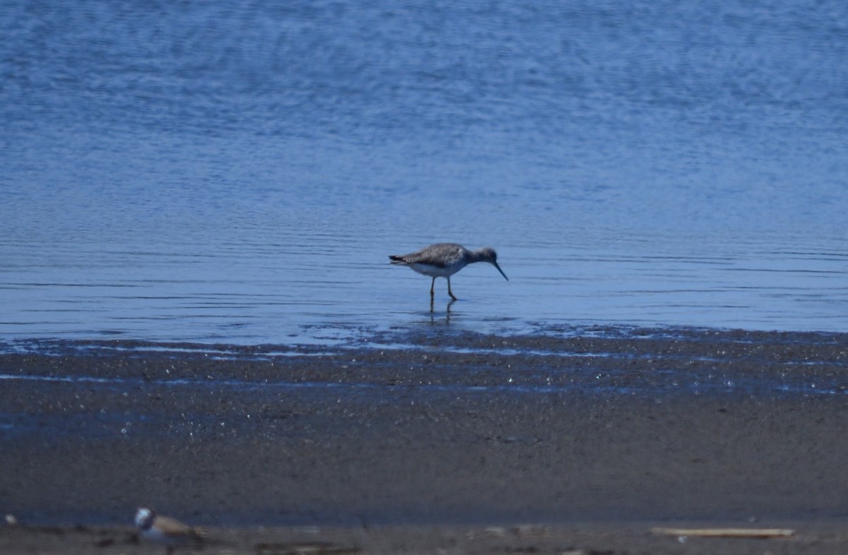 Greater Yellowlegs - Jesu Mallea