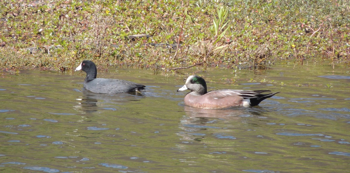 American Wigeon - ML302214761