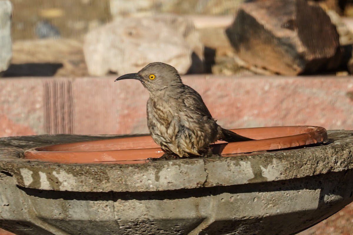 Curve-billed Thrasher - ML302215381