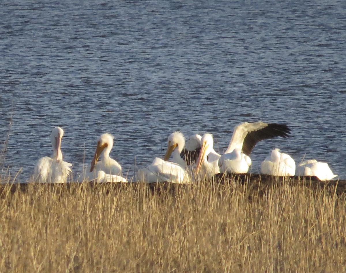 American White Pelican - Leslie Starr