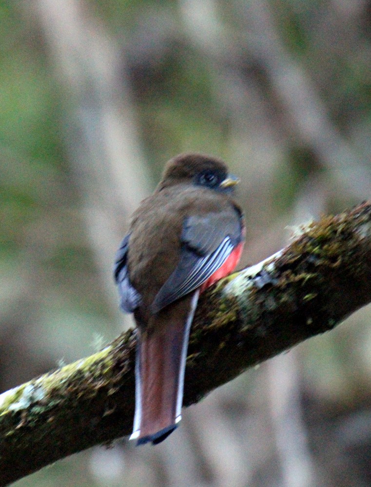 Collared Trogon (Orange-bellied) - ML302218021