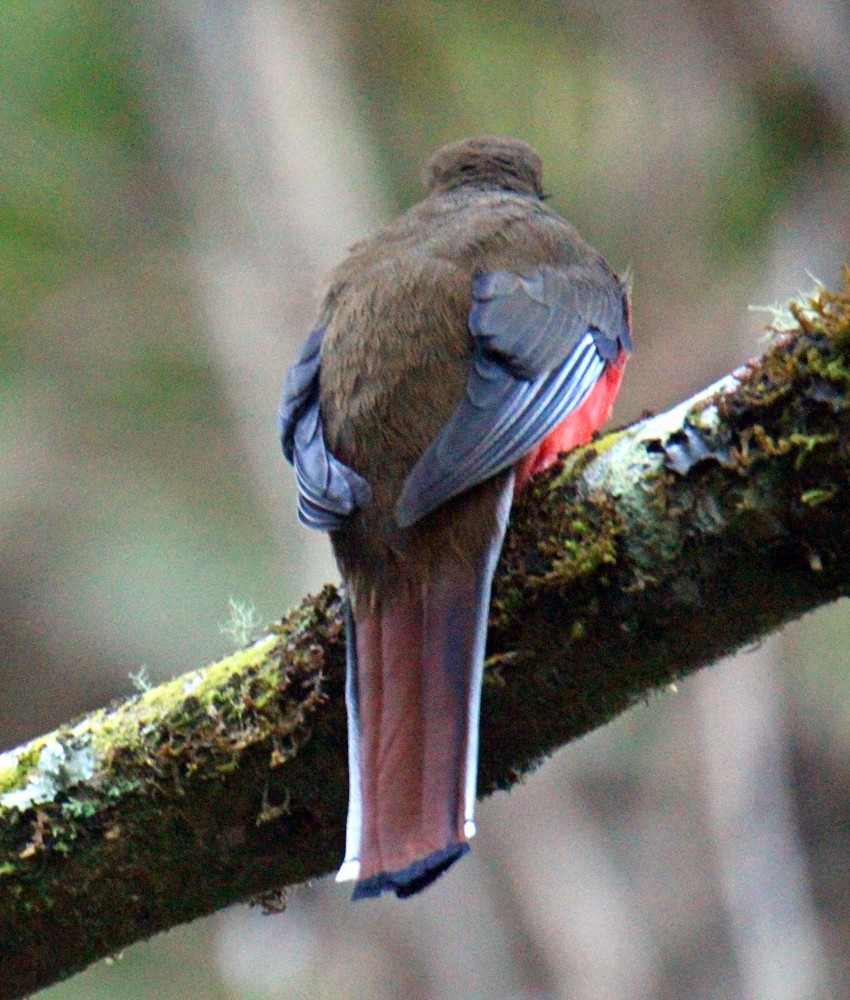 Collared Trogon (Orange-bellied) - ML302218041