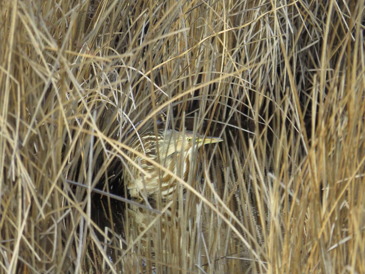 American Bittern - ML302219301