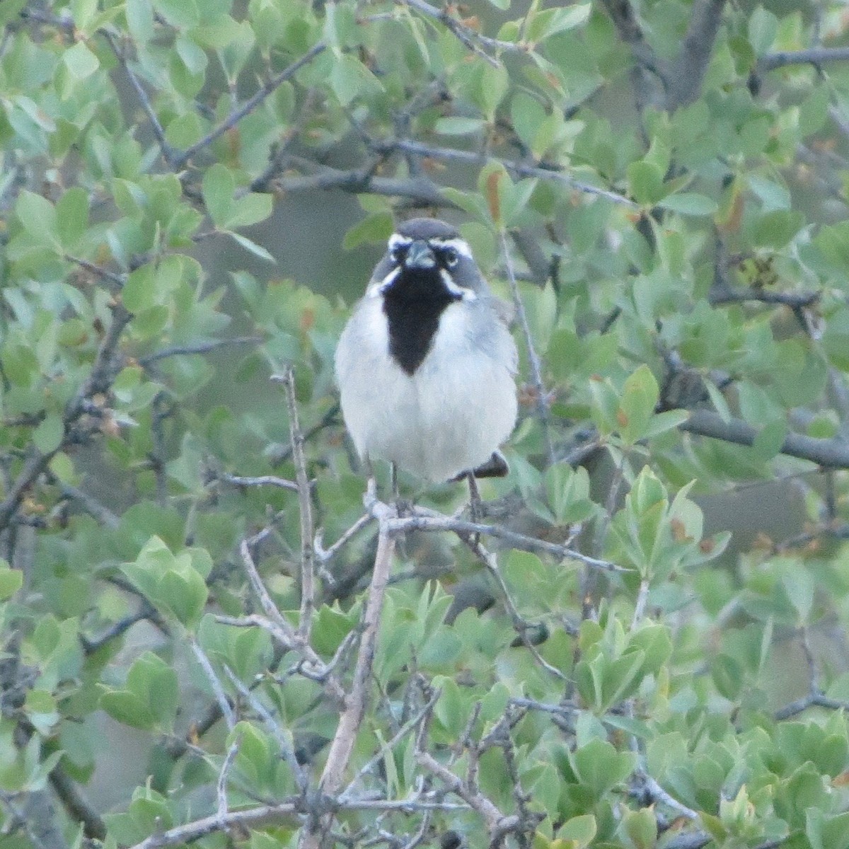 Black-throated Sparrow - ML30221991