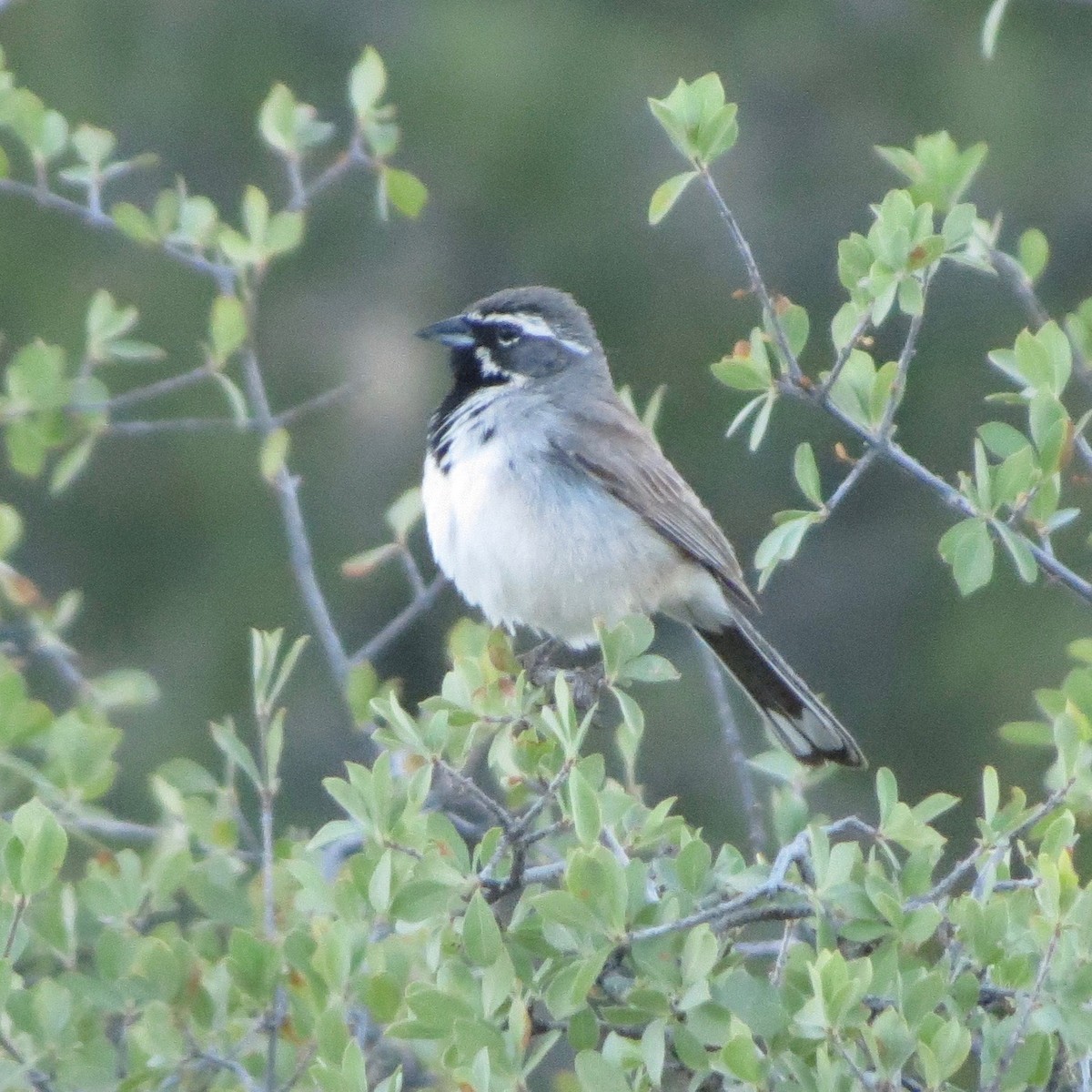 Black-throated Sparrow - ML30222001