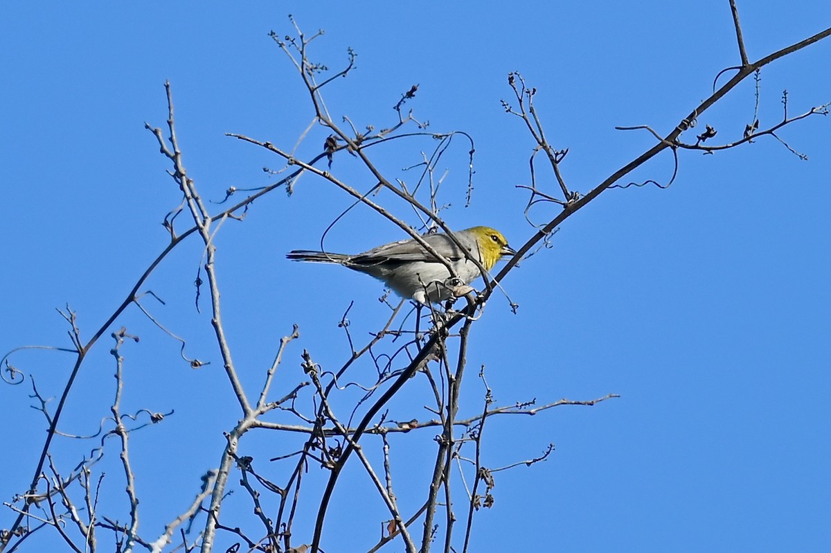 Verdin - ML302222641