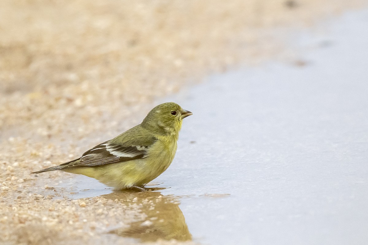 Lesser Goldfinch - ML302224521