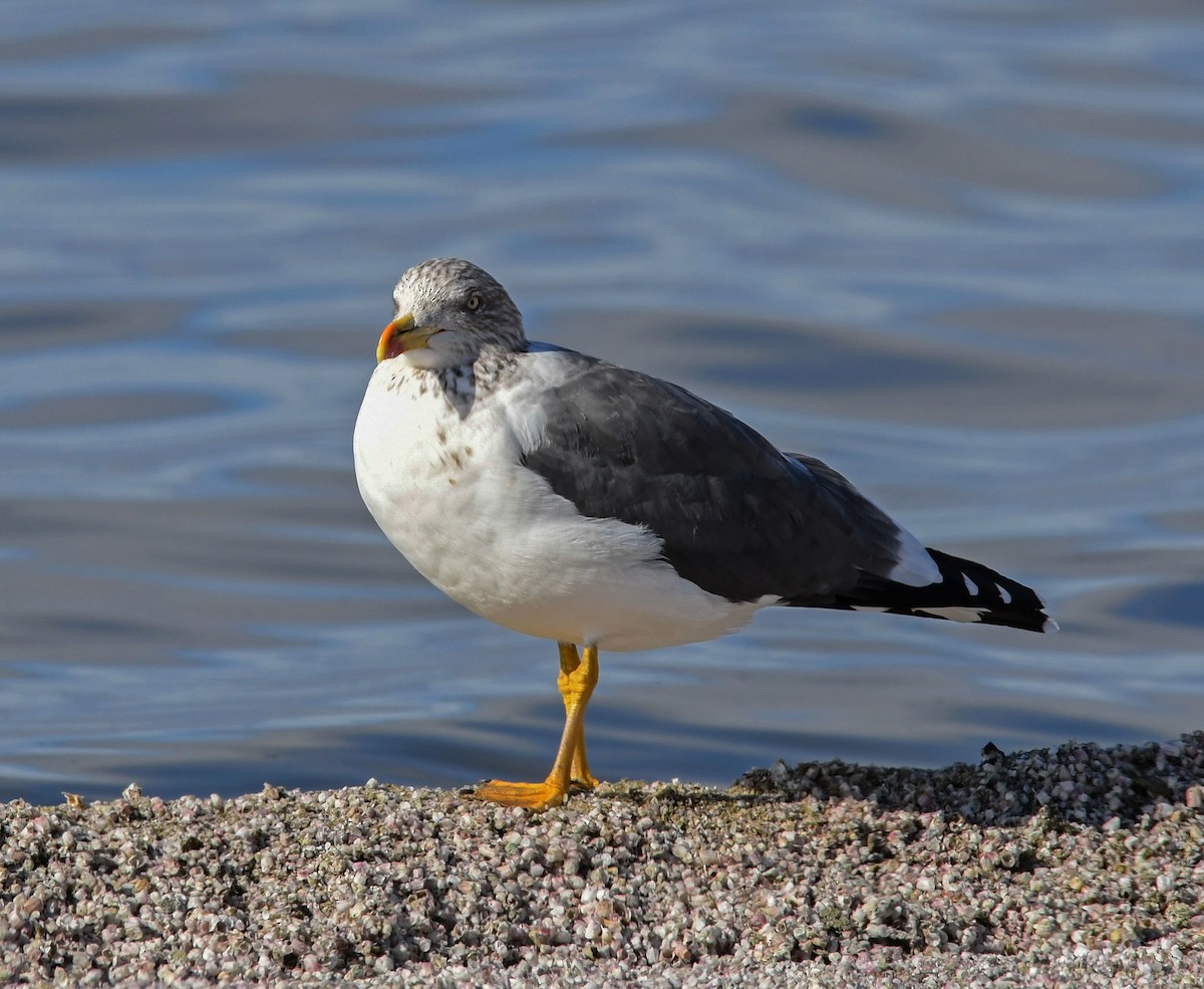 Lesser Black-backed Gull - Kat Byrd