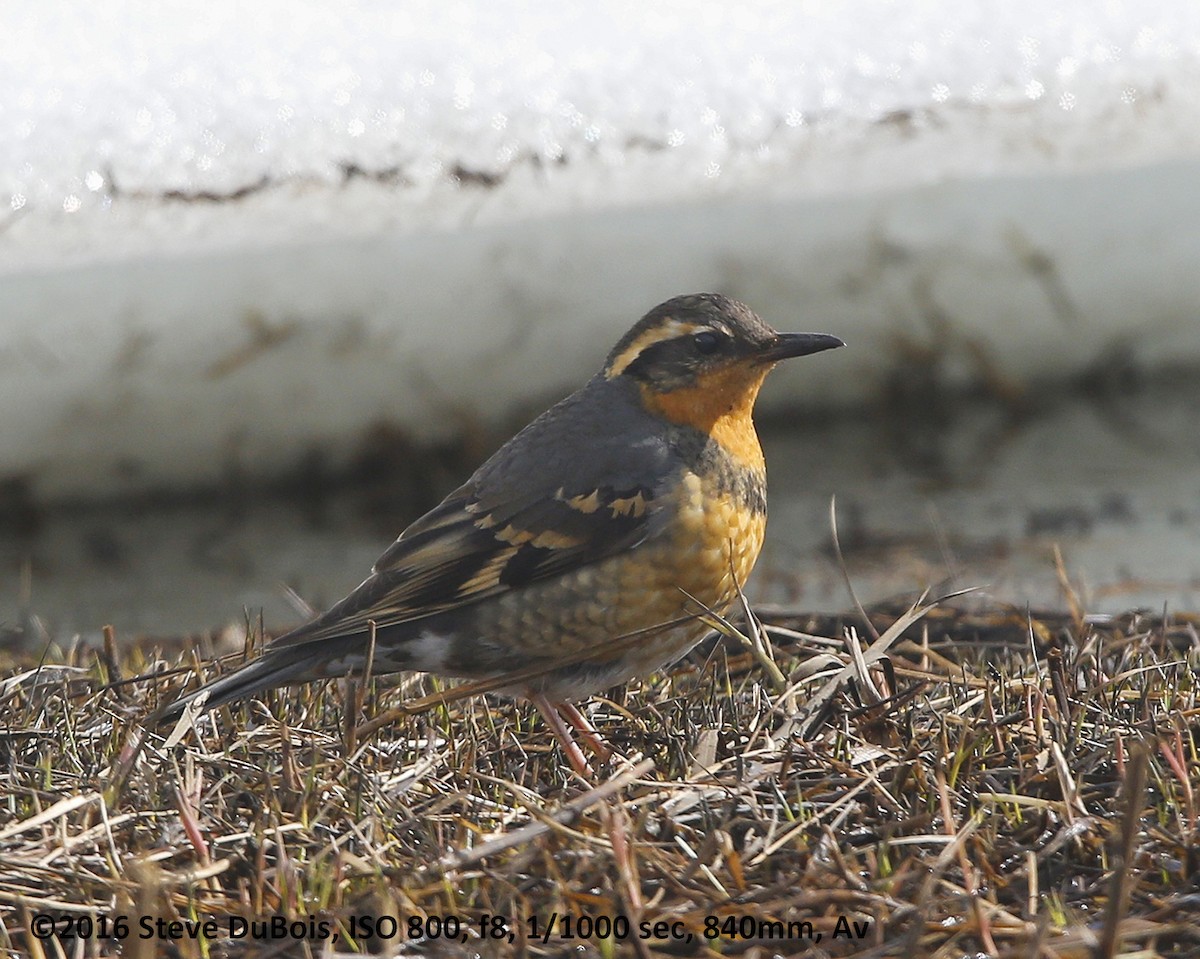 Varied Thrush - ML30222871