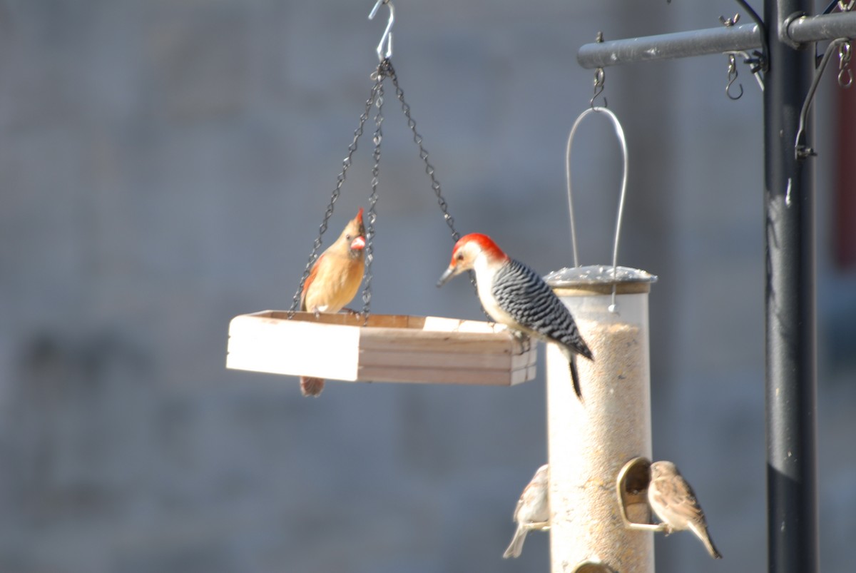Red-bellied Woodpecker - James Jarosz