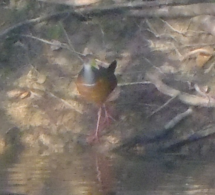 Gray-cowled Wood-Rail - ML302235861