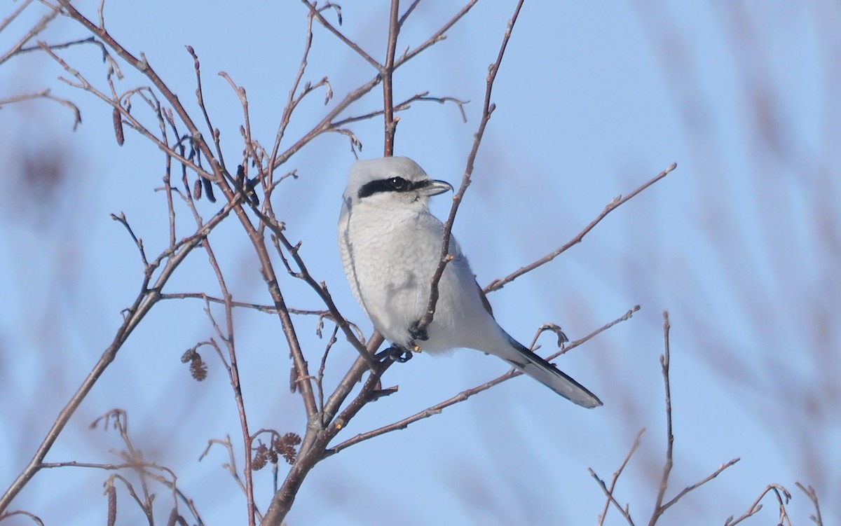 Northern Shrike - Jeremiah Trimble