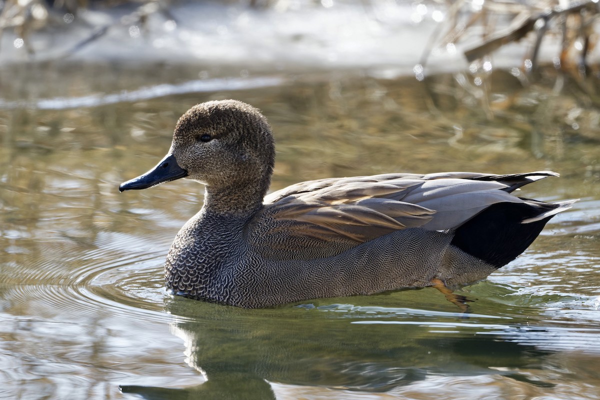 Gadwall - ML302237791