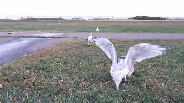 Lesser Black-backed Gull - ML302239511