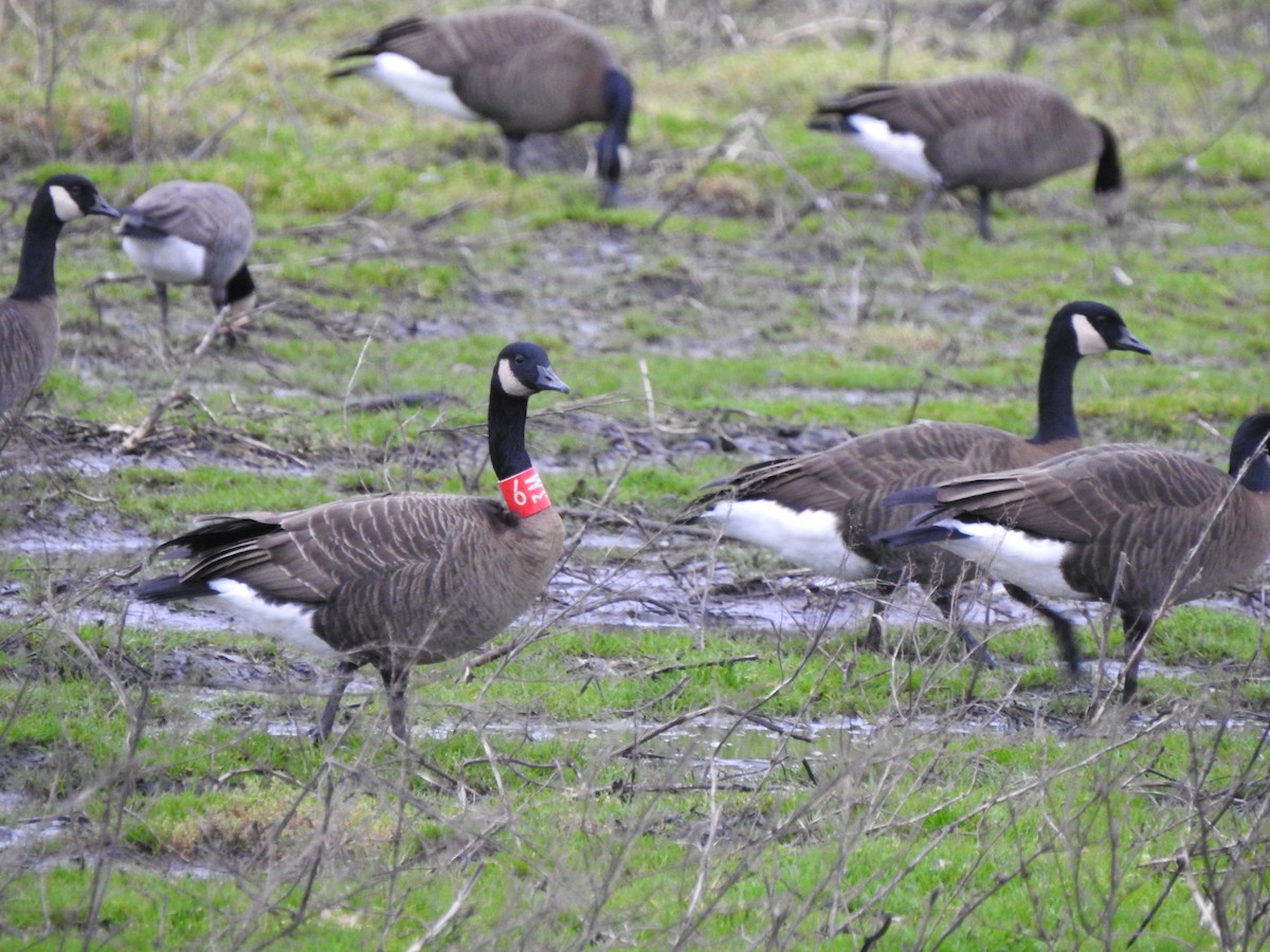 Canada Goose (occidentalis/fulva) - ML302239571