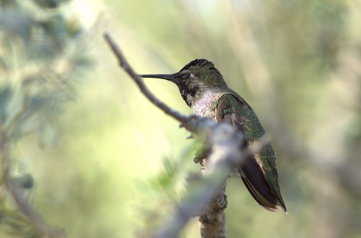 Colibrí de Anna - ML30223961