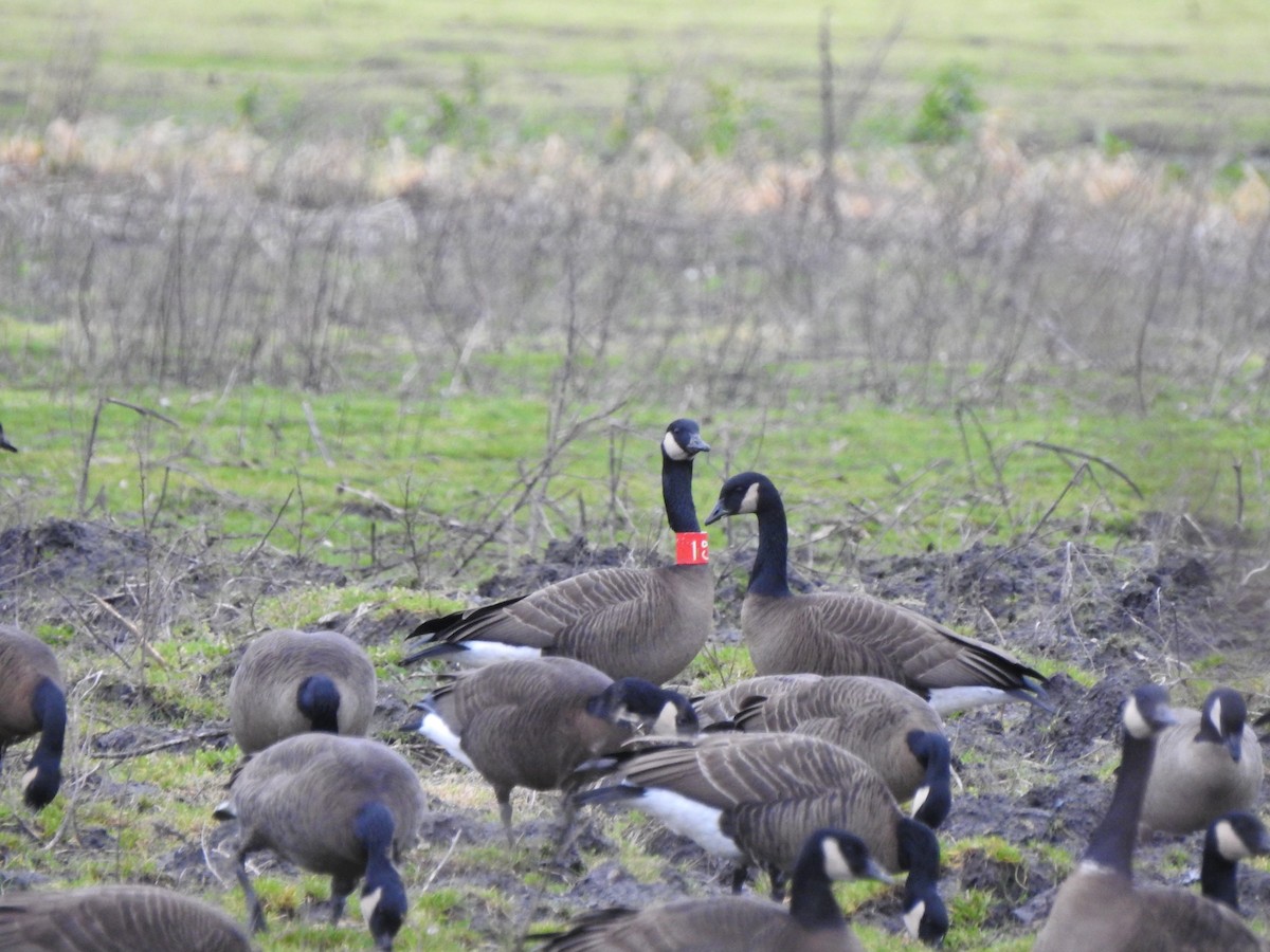 Canada Goose (occidentalis/fulva) - ML302239621