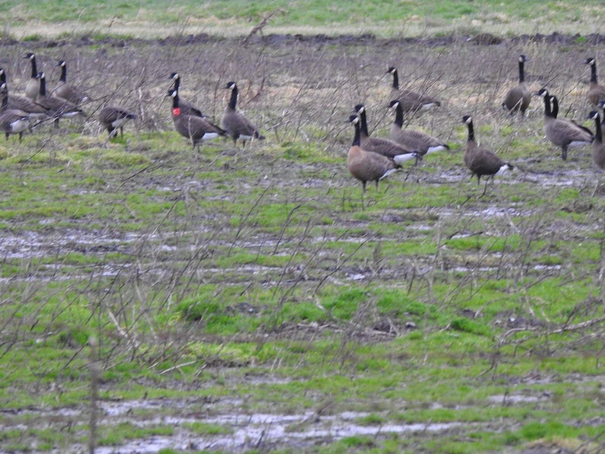 Canada Goose (occidentalis/fulva) - ML302239651