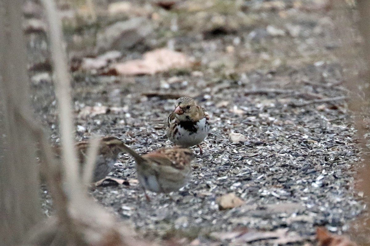 Harris's Sparrow - ML302240161