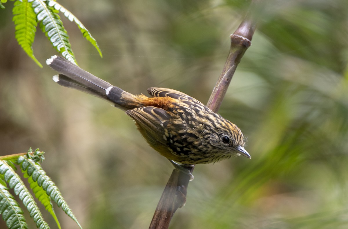 Streak-headed Antbird - David F. Belmonte