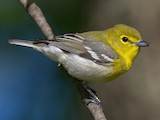 Lake, Florida, United States - eBird