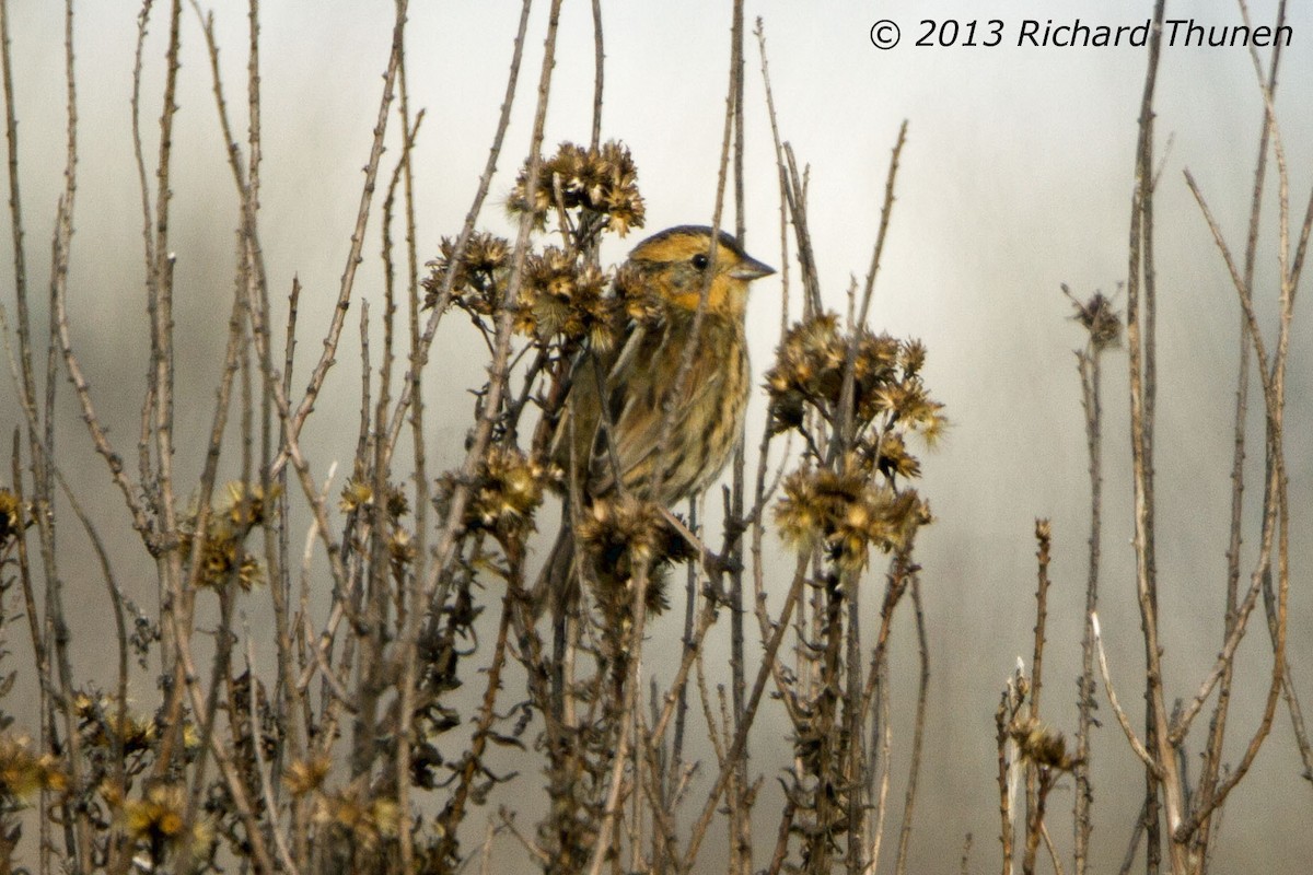 Nelson's Sparrow - Richard Thunen