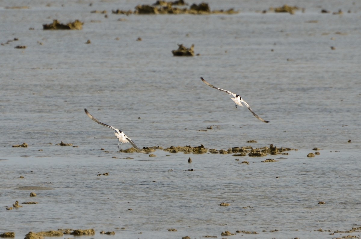 Crab-Plover - Watter AlBahry