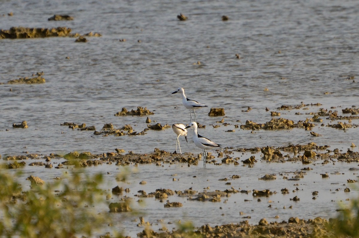 Crab-Plover - Watter AlBahry