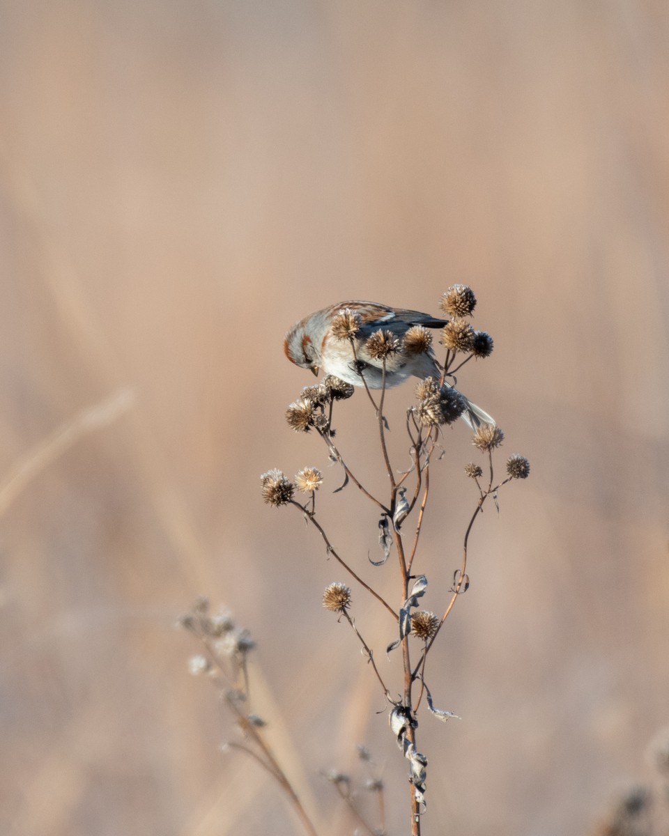 American Tree Sparrow - ML302243431