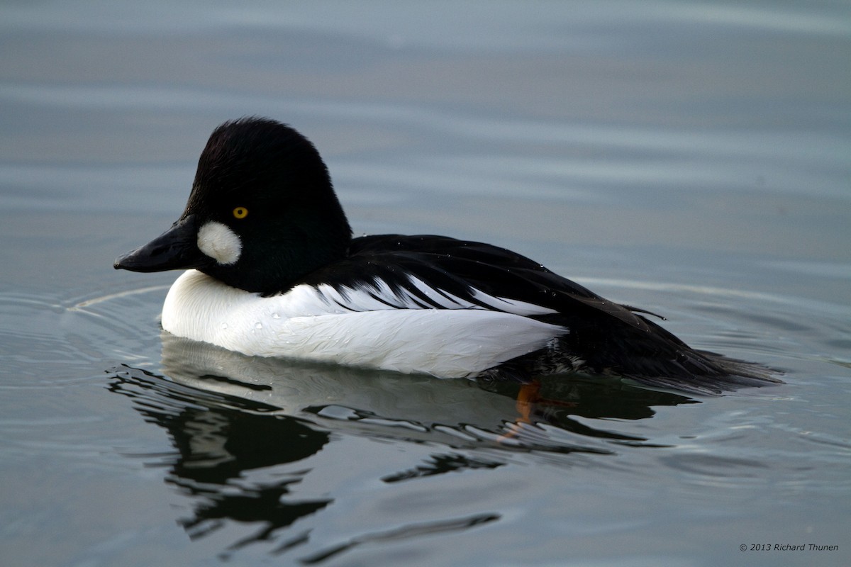 Common Goldeneye - Richard Thunen