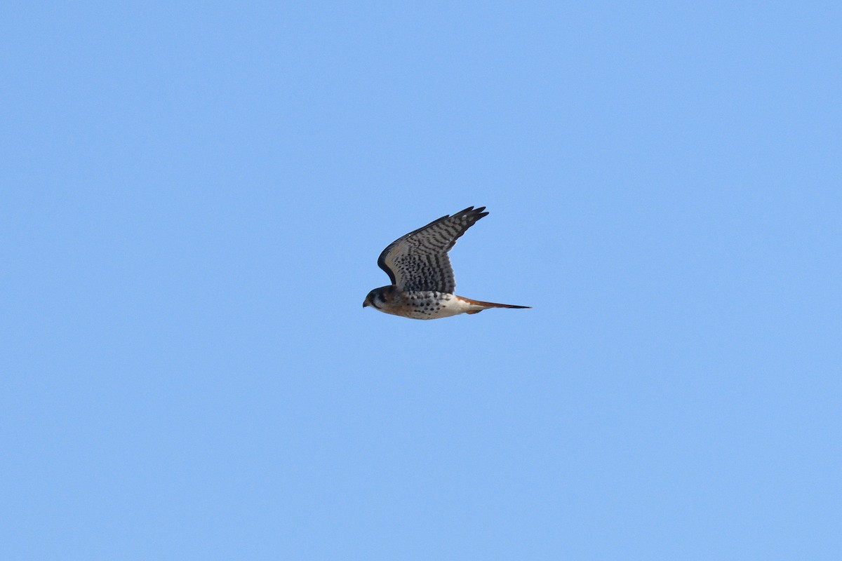 American Kestrel - ML302246211