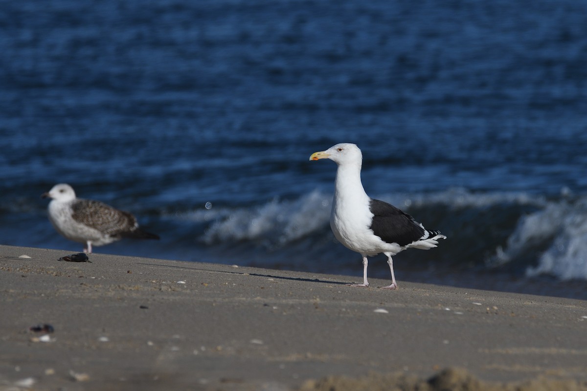 Great Black-backed Gull - terence zahner