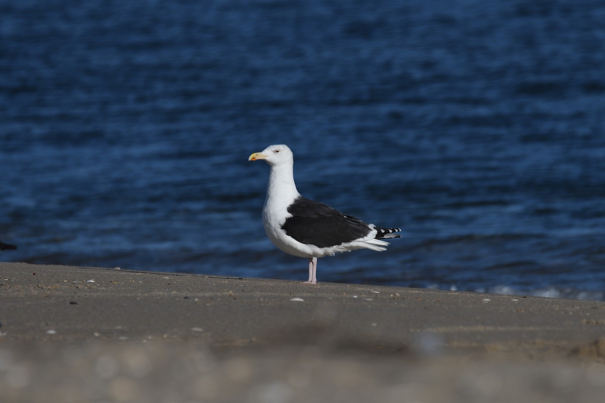 Great Black-backed Gull - terence zahner