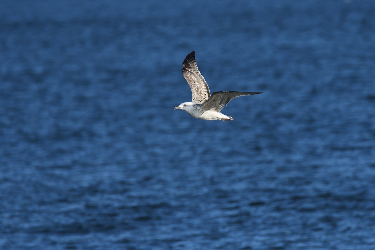 Great Black-backed Gull - ML302246591