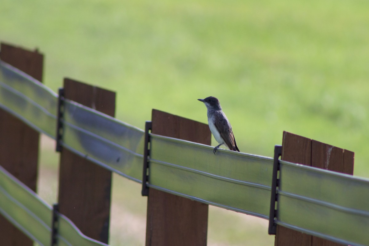 Eastern Kingbird - ML302248151