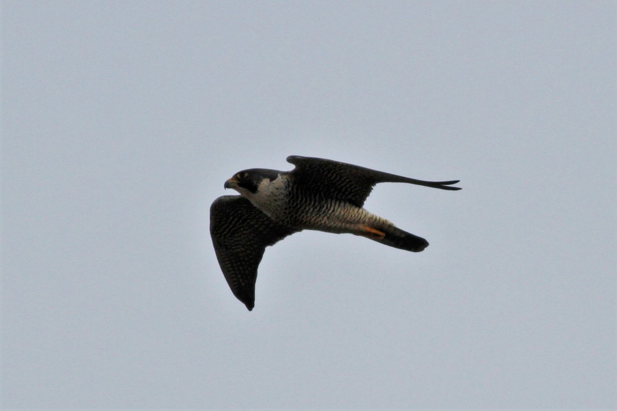 Peregrine Falcon - ML302257121