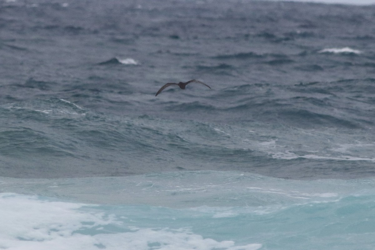 Great-winged/Gray-faced Petrel - ML302257641
