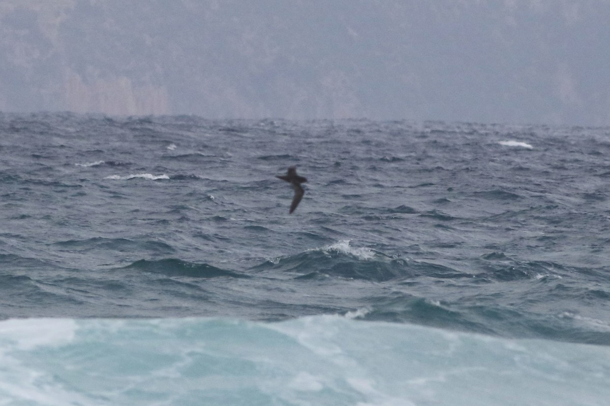 Great-winged/Gray-faced Petrel - ML302257661