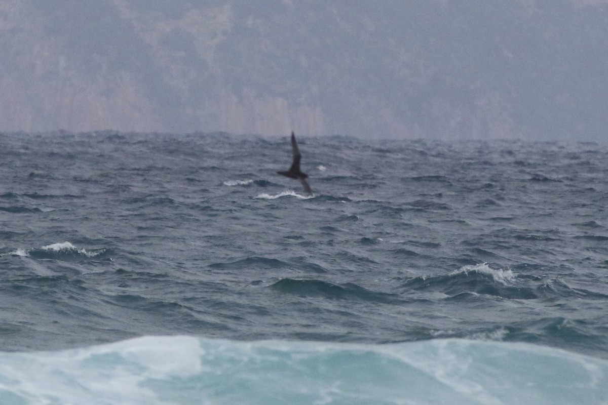 Great-winged/Gray-faced Petrel - ML302257671