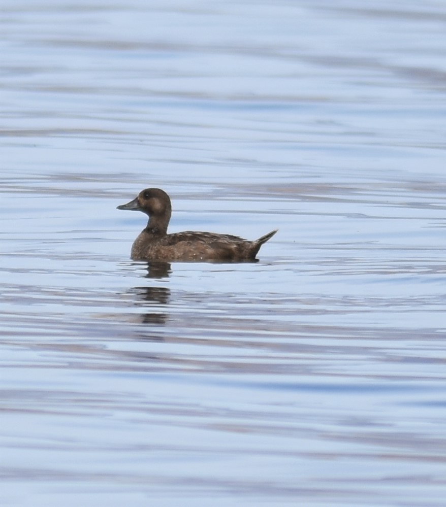 Black Scoter - ML302261551