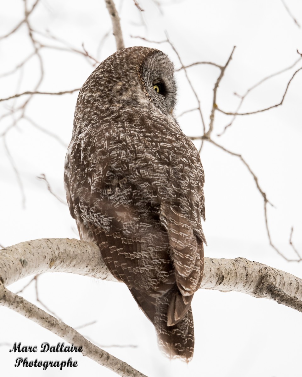 Great Gray Owl (American) - ML302262771