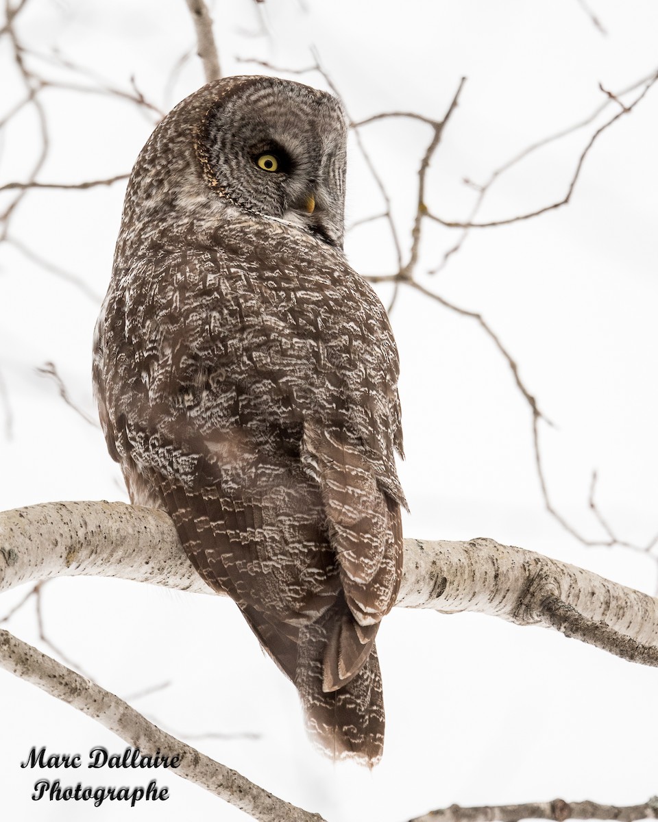 Great Gray Owl (American) - ML302262951