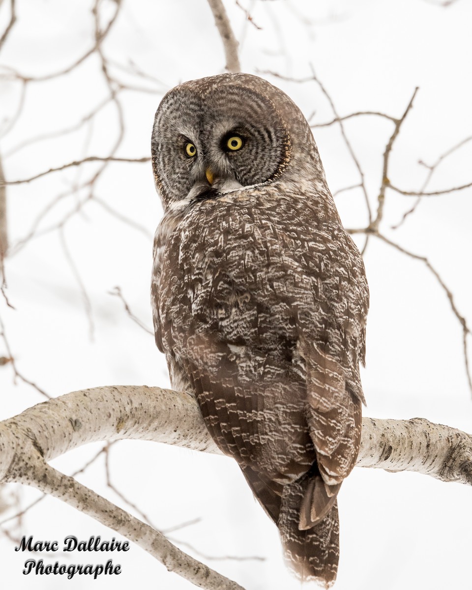 Great Gray Owl (American) - ML302262961