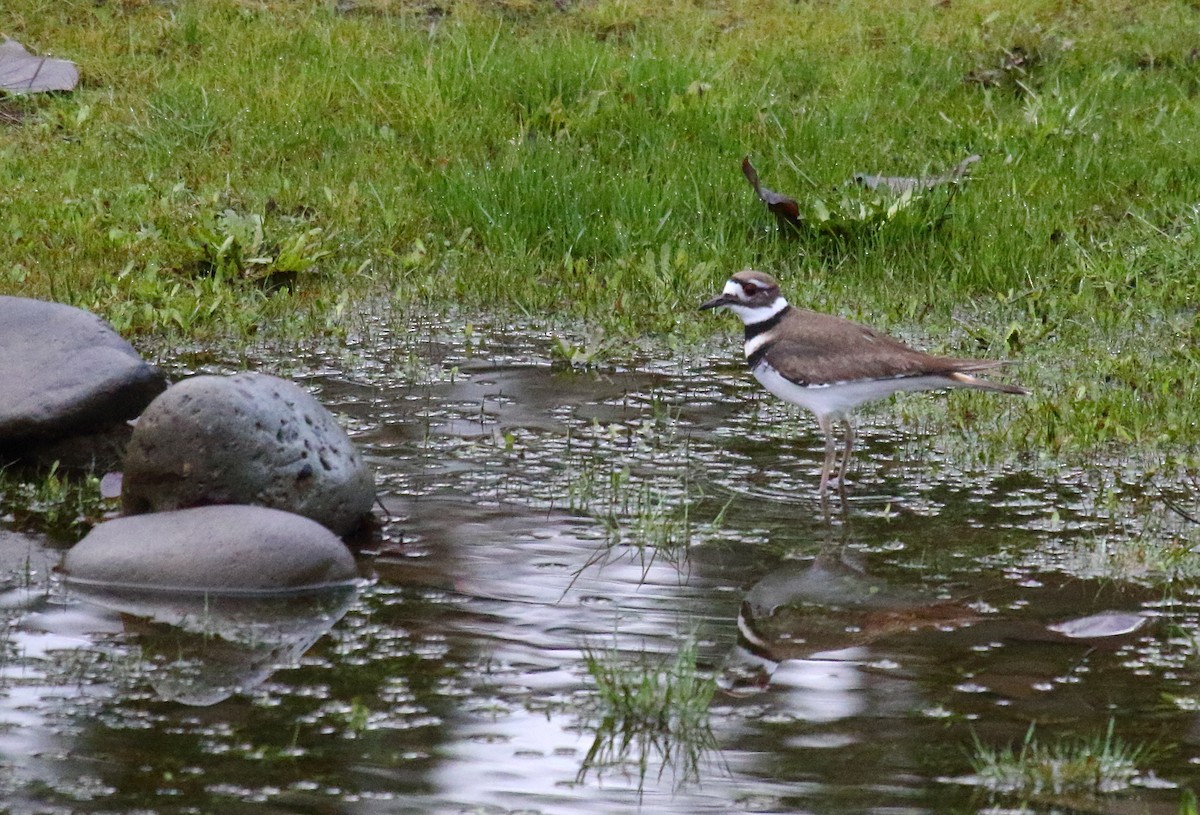 Killdeer - ML302263691