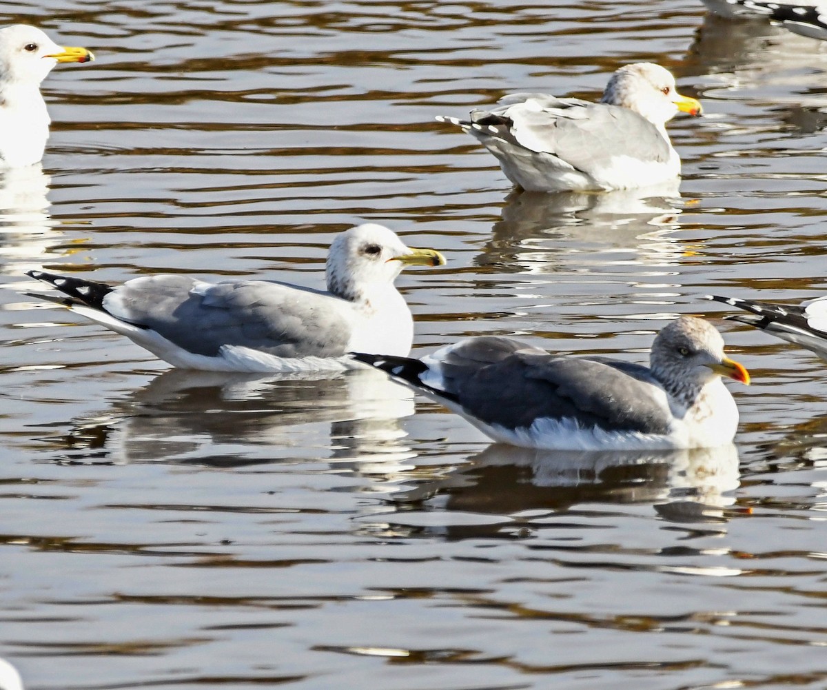 Lesser Black-backed Gull - ML302264831