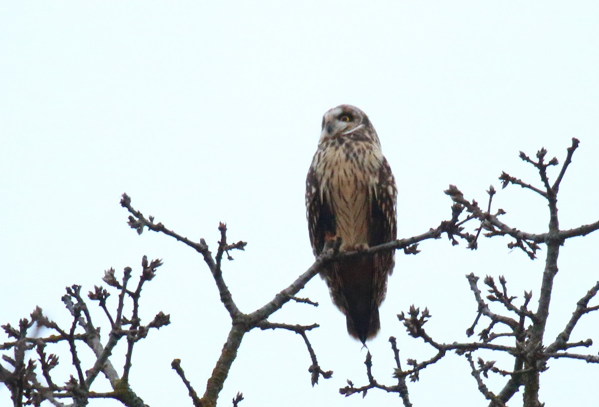 Short-eared Owl - ML302264951