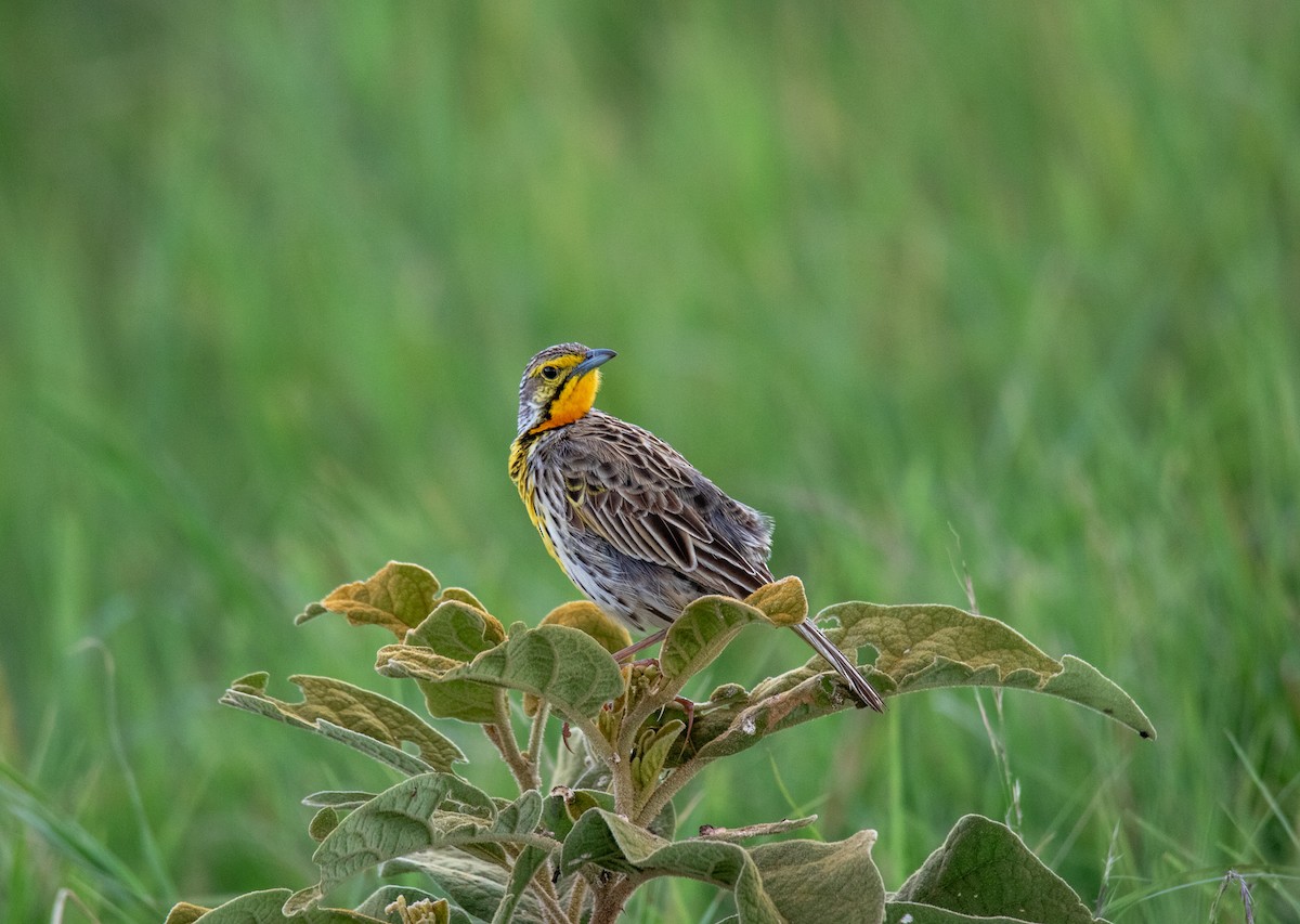 Yellow-throated Longclaw - ML302265141